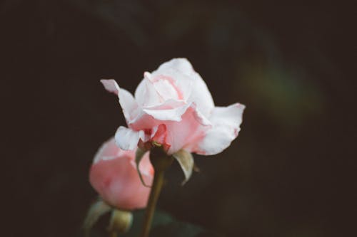 Розовая роза в селективной фотографии
