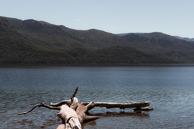 Dry Driftwood Branch Near Shore