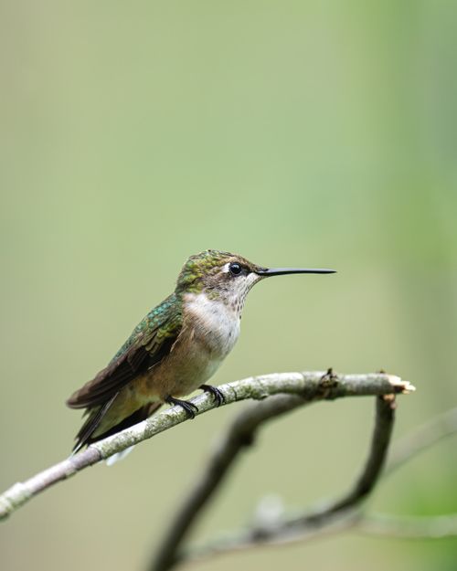Free A detailed close-up of a hummingbird perched on a branch in nature. Stock Photo