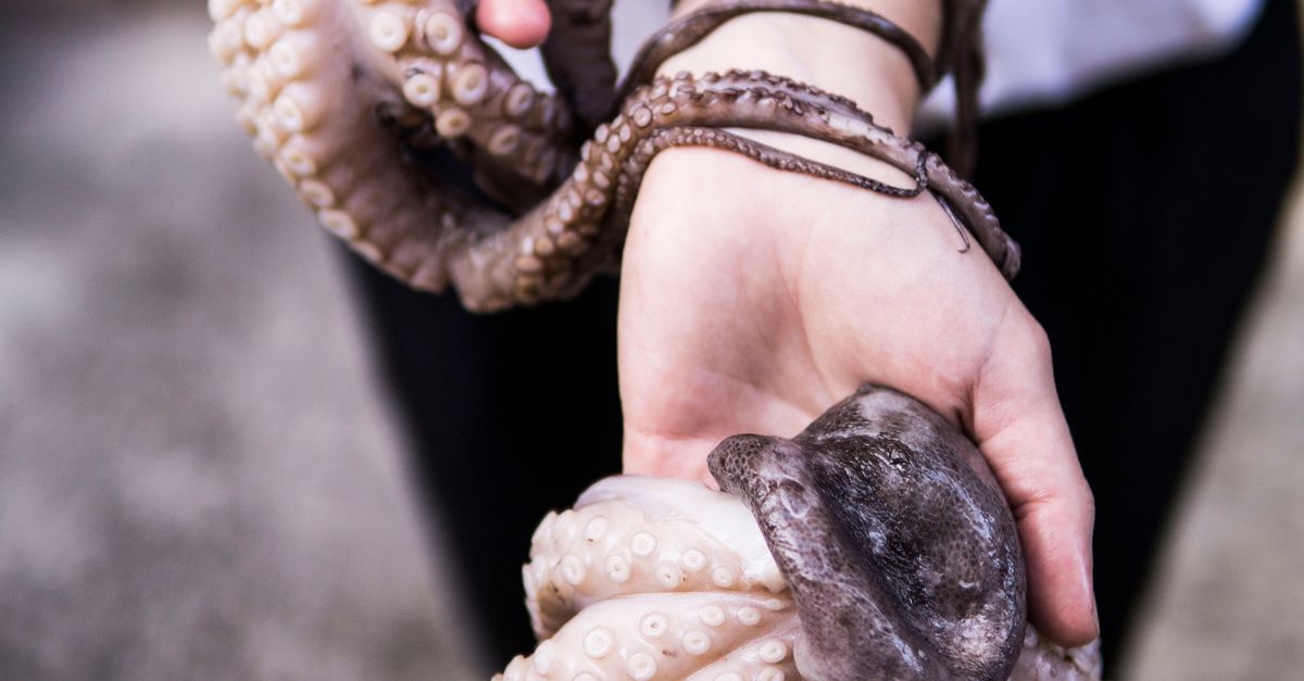 Descubre las 10 habilidades biológicas más sorprendentes de la naturaleza Descubre las 10 habilidades biológicas más sorprendentes de la naturaleza