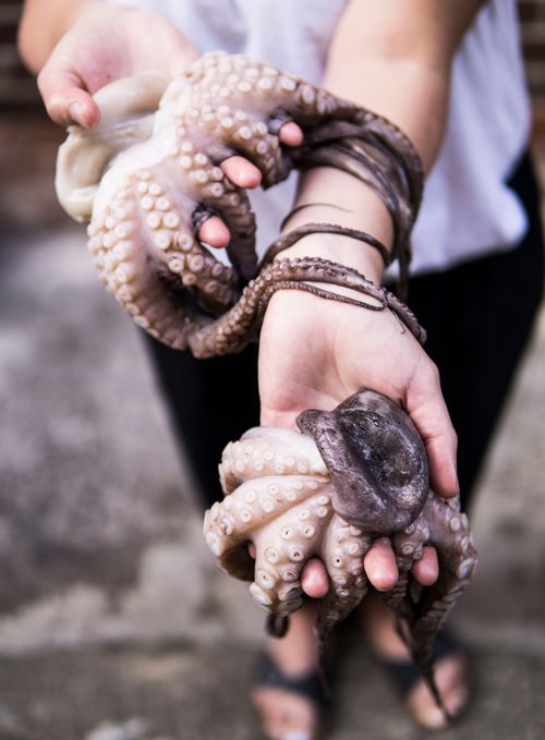 Free Close-up of hands holding a fresh octopus at a Sydney market. Perfect for seafood and culinary themes. Stock Photo