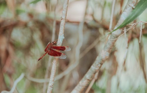 Δωρεάν στοκ φωτογραφιών με macro, έντομο, λιβελούλα