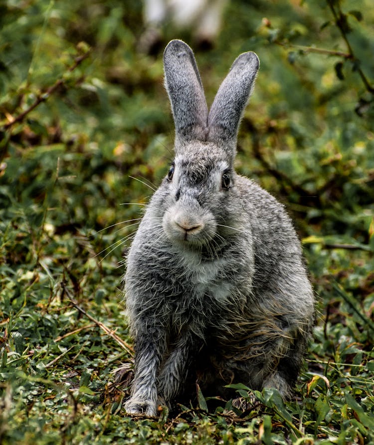 Gray Bunny On Green Grass