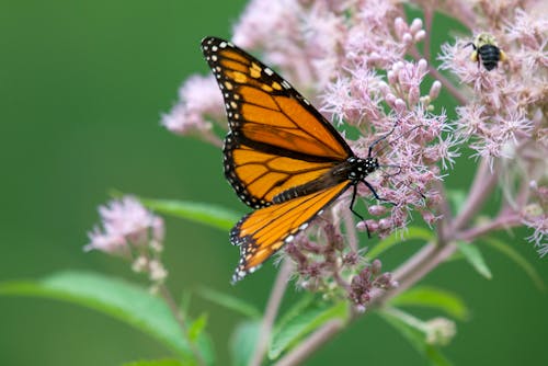 A Close-up Shot of a Butterfly Perched on Flower