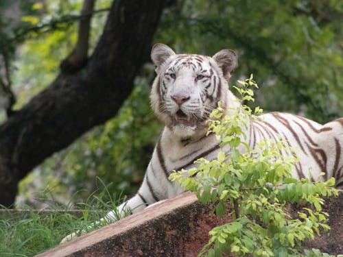 Бесплатное стоковое фото с белый тигр, дикий, животное