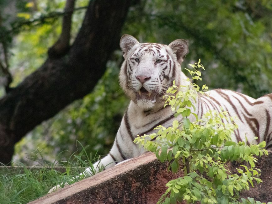 The White Tiger