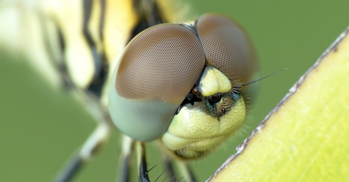 Yellow and Black Dragonfly