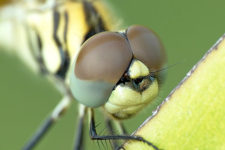 Yellow And Black Dragonfly