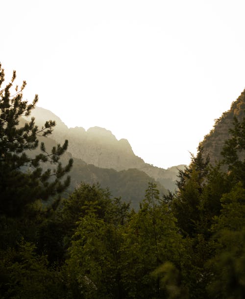 Foto profissional grátis de árvores verdes, cênico, fotografia da natureza