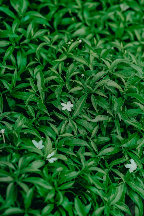 White Flower With Green Leaves