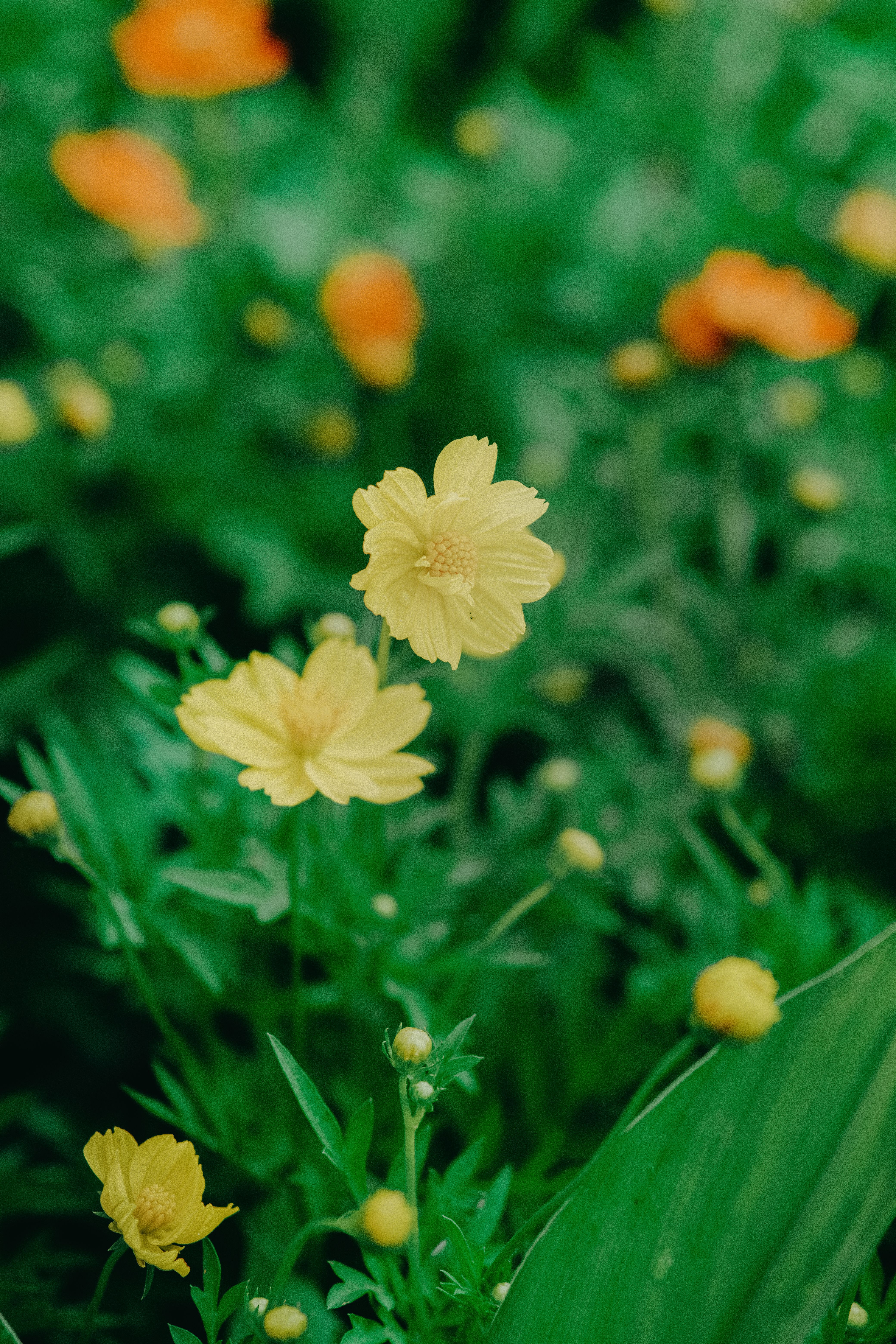 Yellow Flowers in Close Up Shot · Free Stock Photo