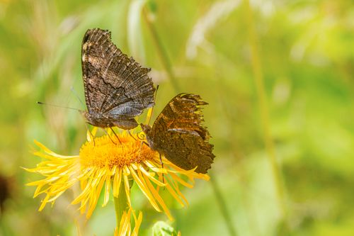 Free Close-up of two butterflies resting on a vibrant yellow flower in a grassy field. Stock Photo