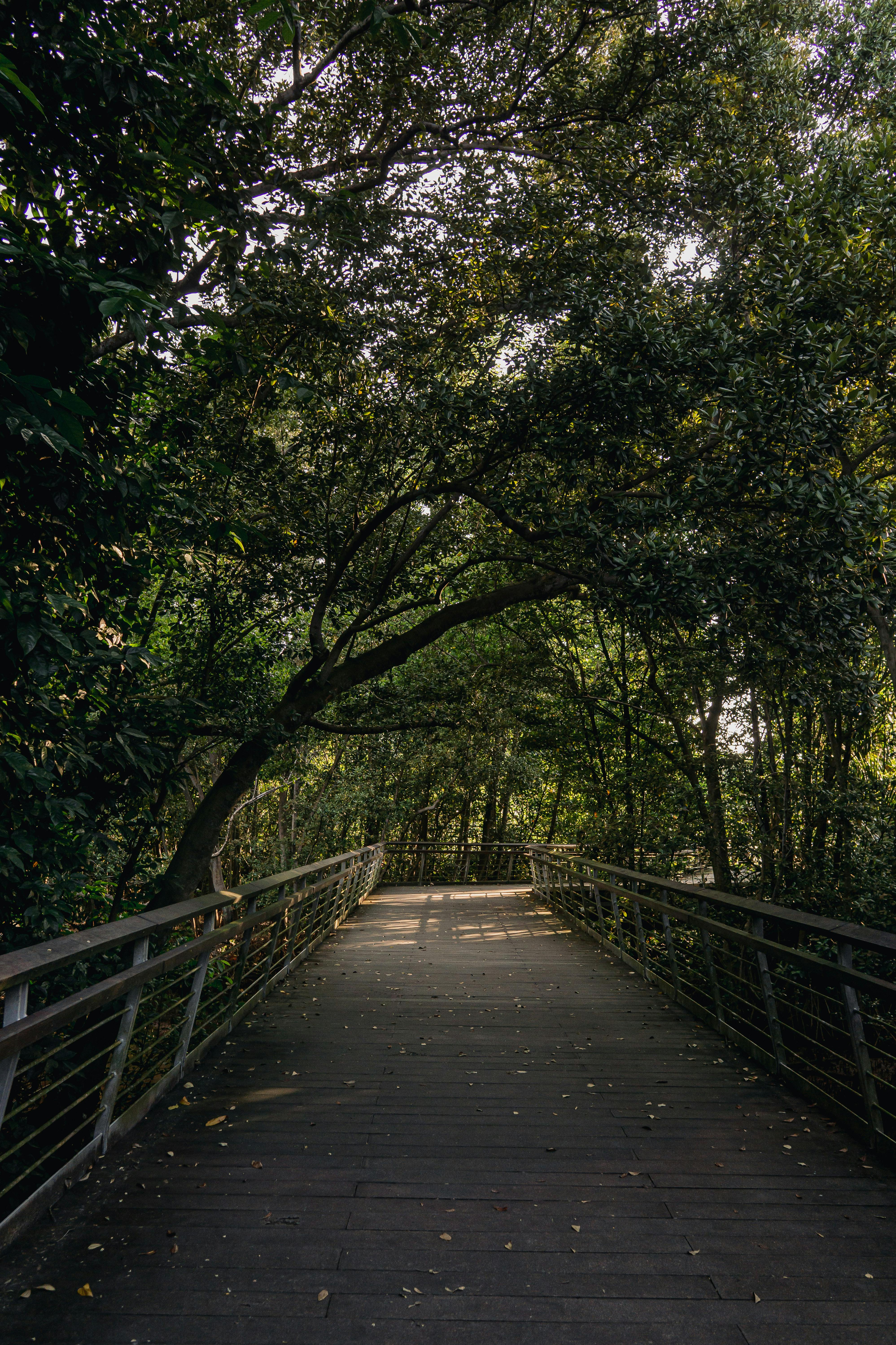 A tranquil wooden bridge surrounded by lush green trees in a park setting, Singapore.