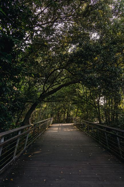 A tranquil wooden bridge surrounded by lush green trees in a park setting, Singapore.
