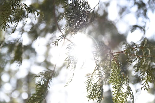 Foto d'estoc gratuïta de arbre de fulla perenne