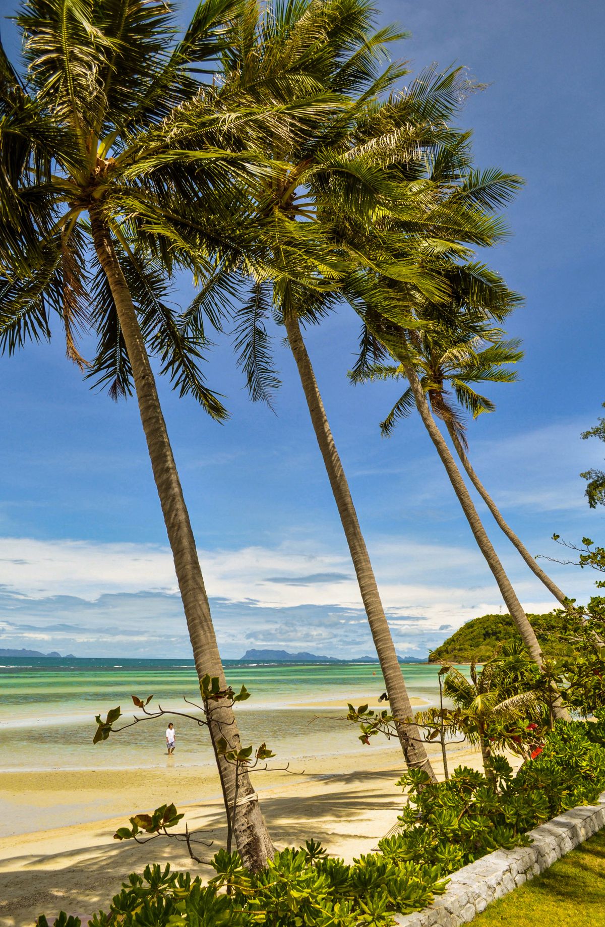 Coconut palms on a Koh Samui beach