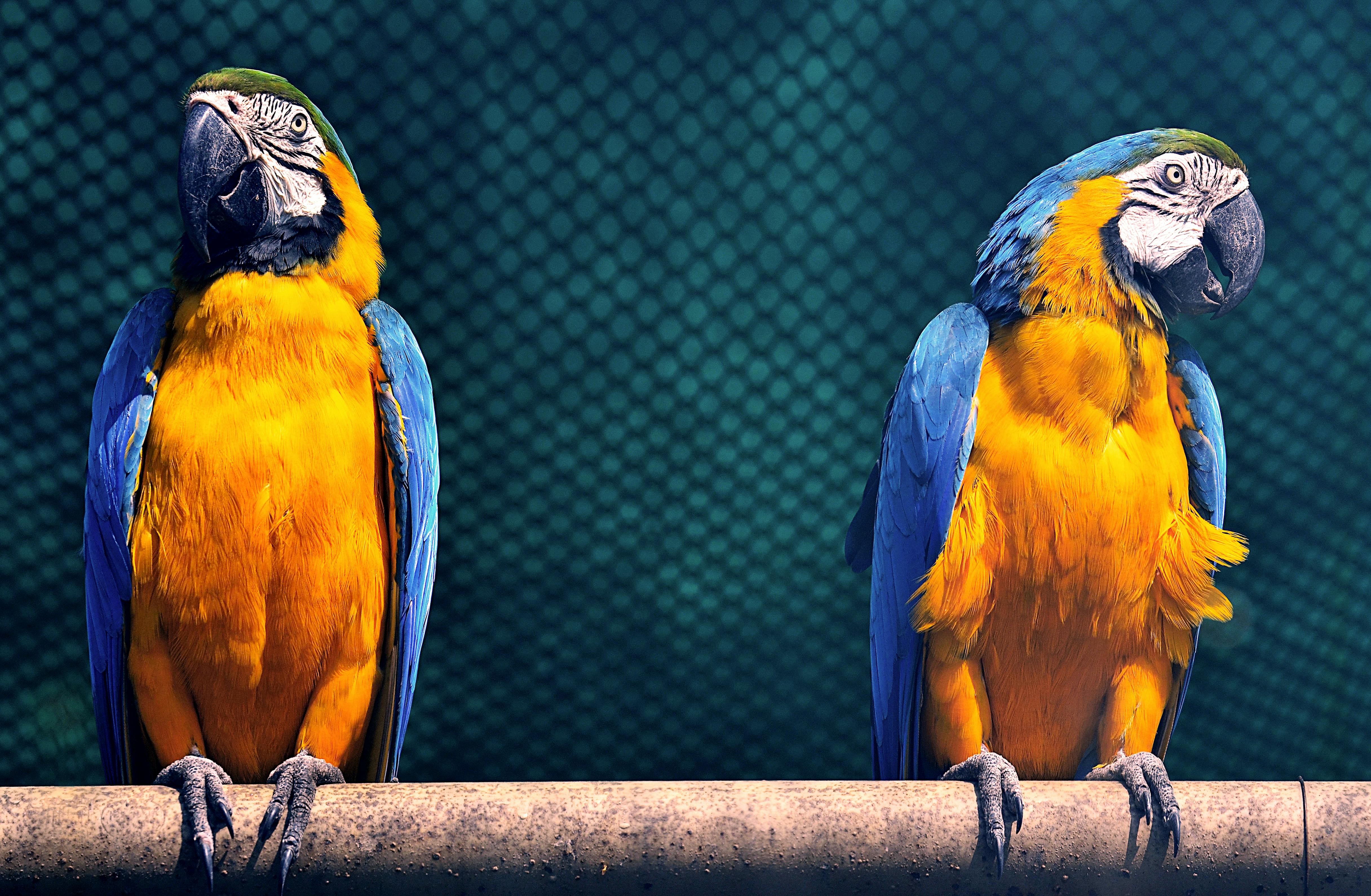 Tropical Bird Macaw Parrot Hd Wallpaper 74920  Wallpapers13com