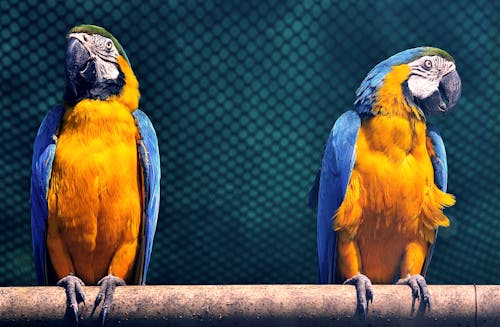 Free Macaw Birds Stock Photo