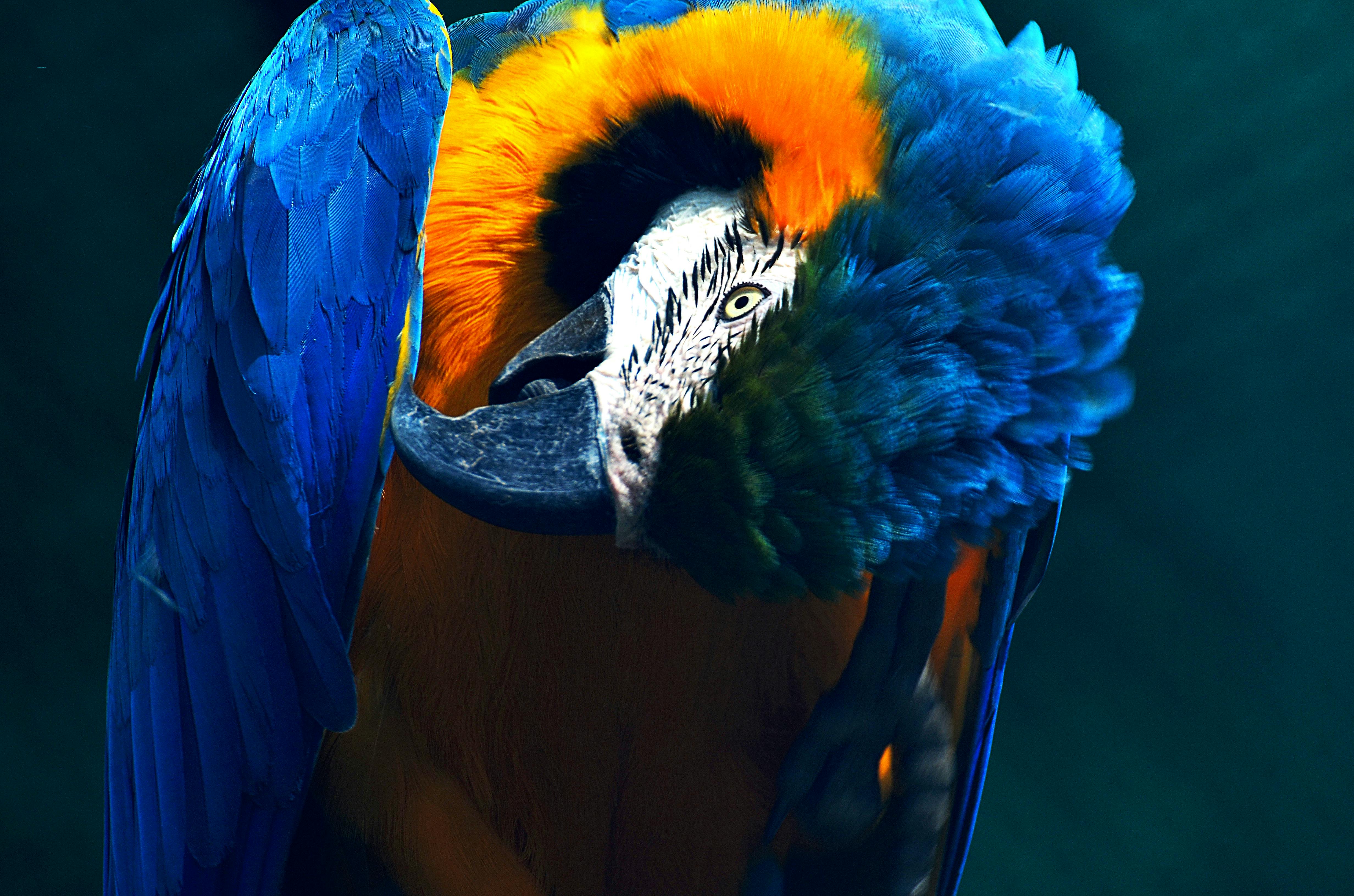 Spix's Macaw