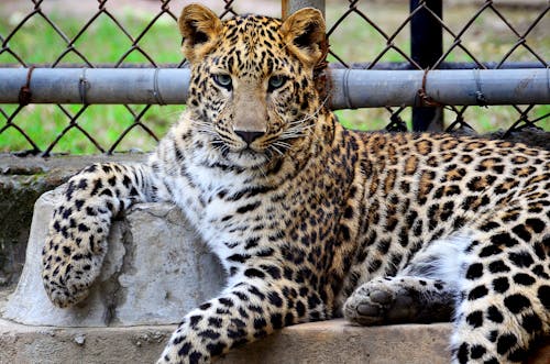 Wild Cat Inside A Cage