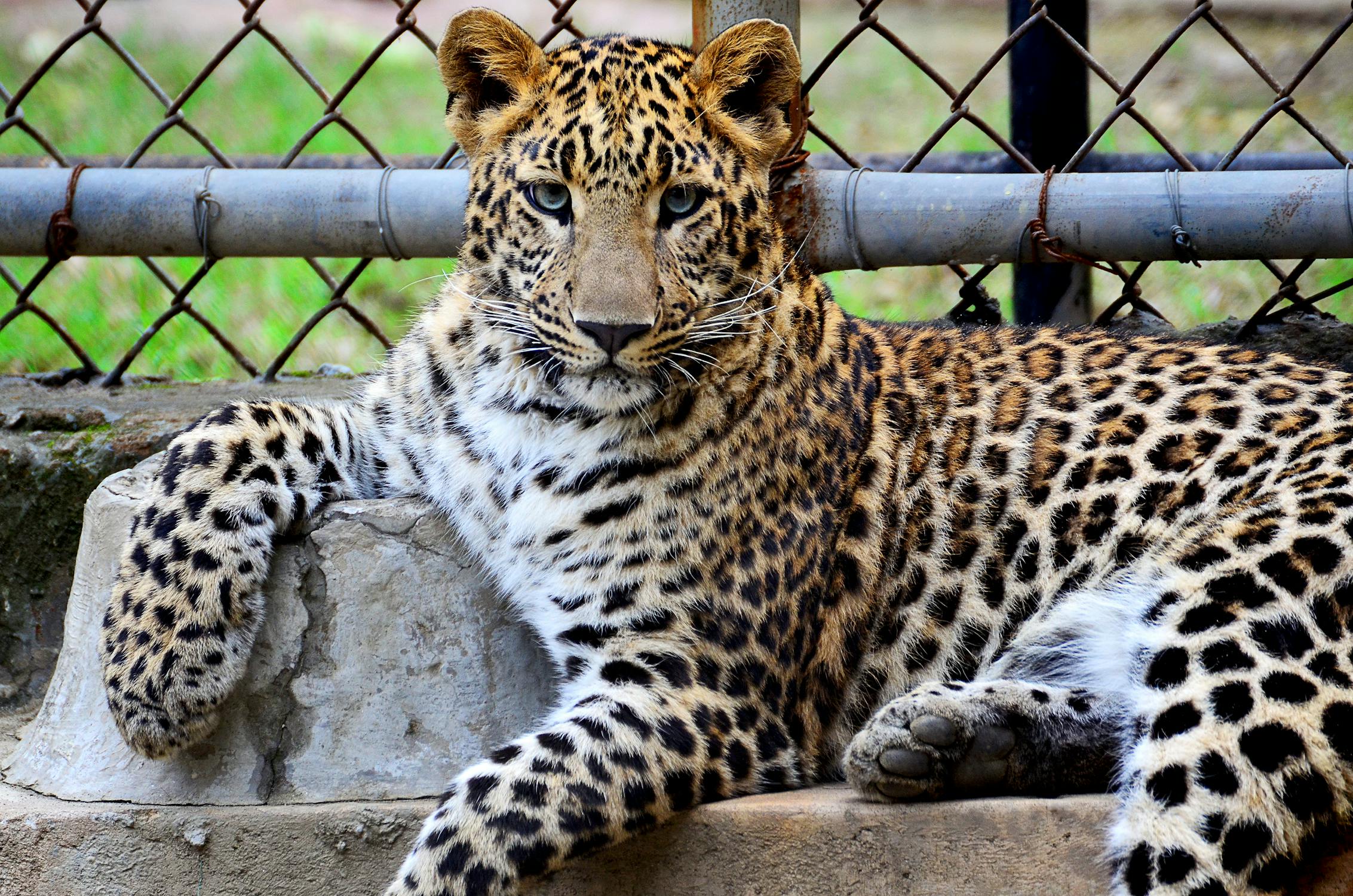 Leopardo descansando en cautividad