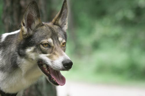 batı sibirya laika, Evcil Hayvan, hayvan içeren Ücretsiz stok fotoğraf