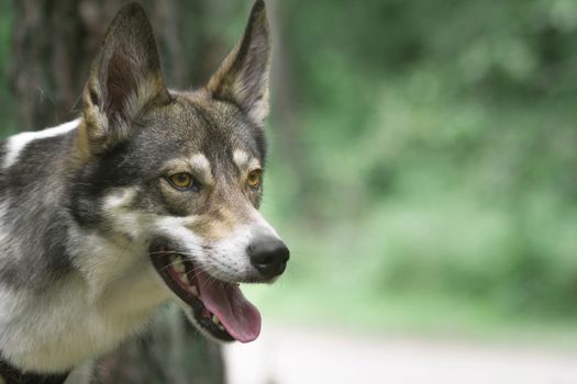 Captivating close-up of a West Siberian Laika dog outdoors, capturing its alert expression.