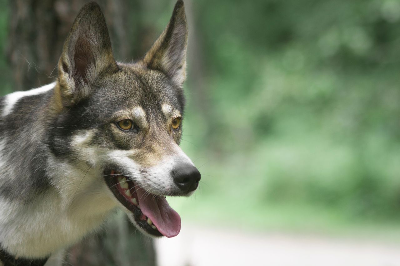 captivating close up of a west siberian laika dog outdoors capturing i