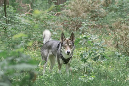 Free A Siberian Husky stands alert in a lush, green forest with a soft, blurred background. Stock Photo
