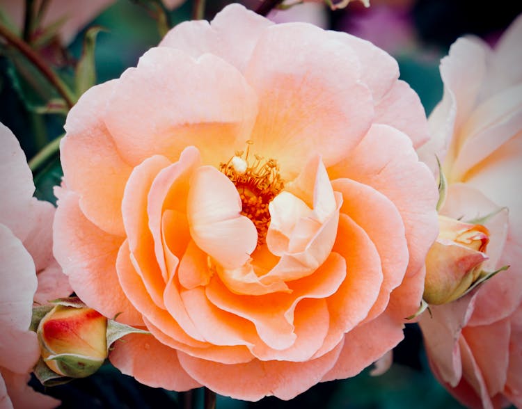 Peach Flower In Close Up Shot