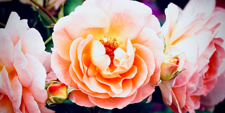 Close Up Shot Of Peach Flowers