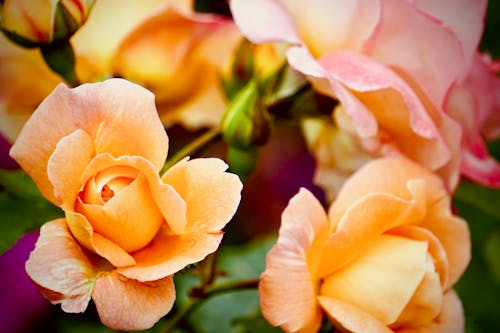 Gratuit Photos gratuites de fermer, fleurs jaunes, photographie de fleurs Photos