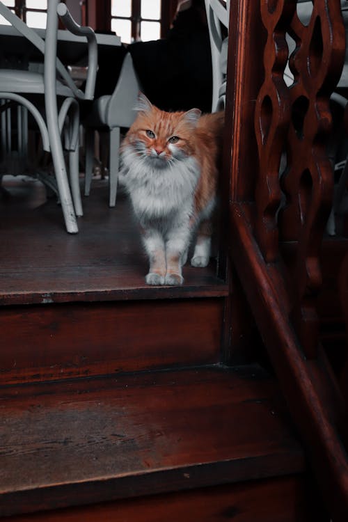 бесплатная Бесплатное стоковое фото с вертикальный выстрел, домашний, кошка Стоковое фото