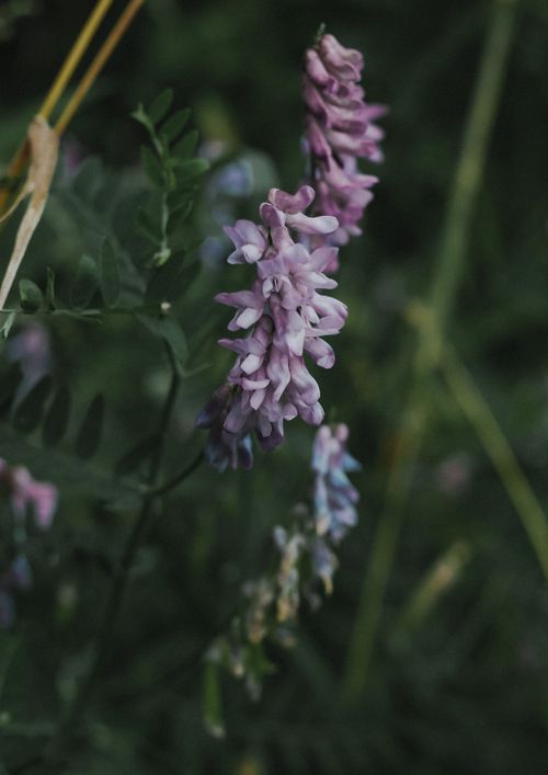 Free Detailed close-up of delicate purple bird vetch flowers blooming in the wild. Stock Photo