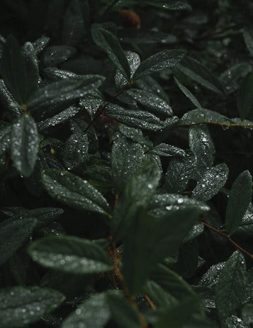 Green Leaves With Water Droplets