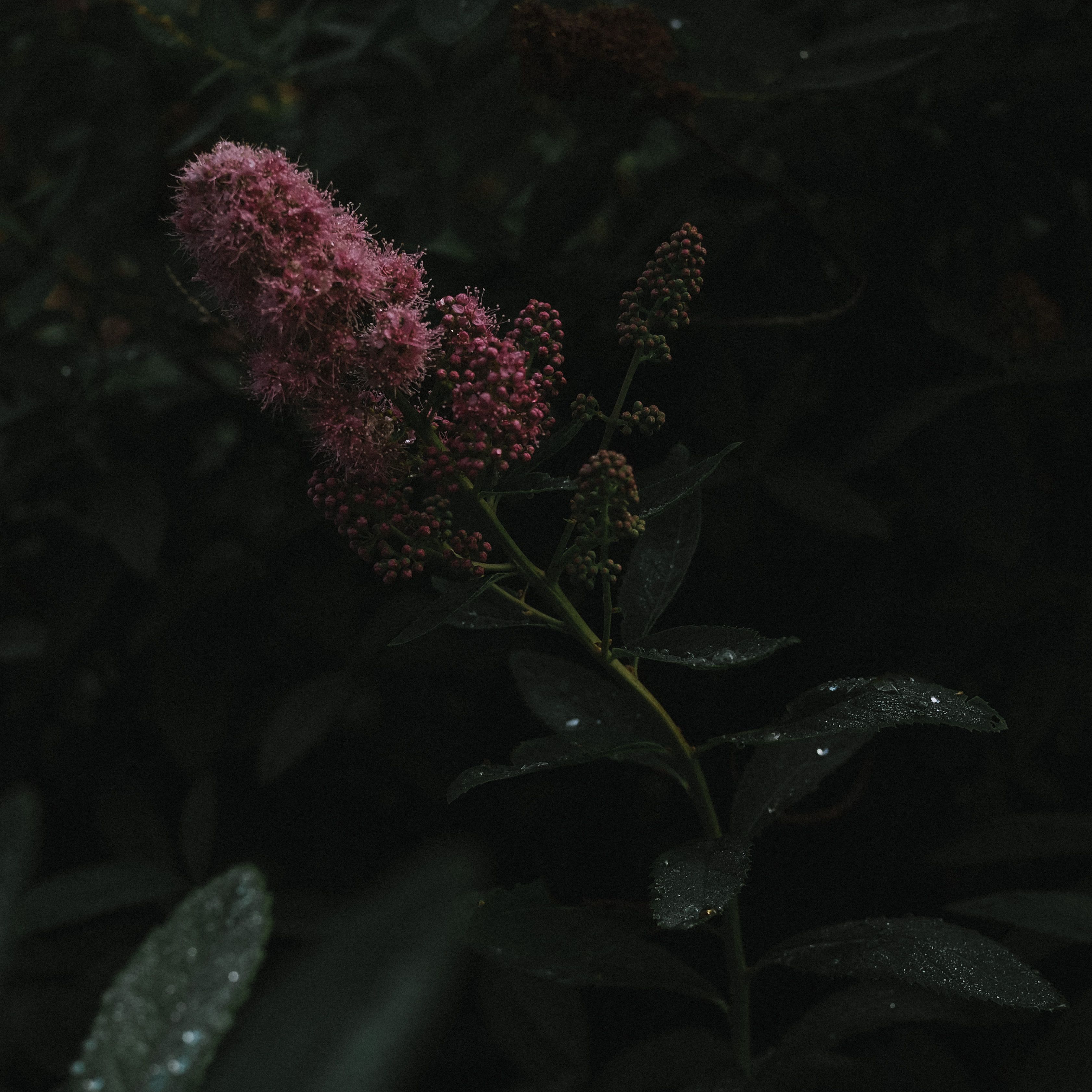 Captivating close-up of a vibrant pink flower in the dark, showcasing nature's beauty.