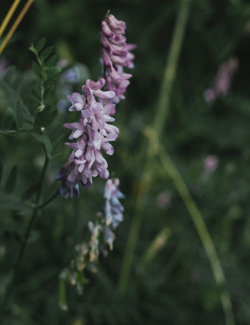 Free Detailed close-up of purple bird vetch flowers blooming outdoors in springtime. Stock Photo