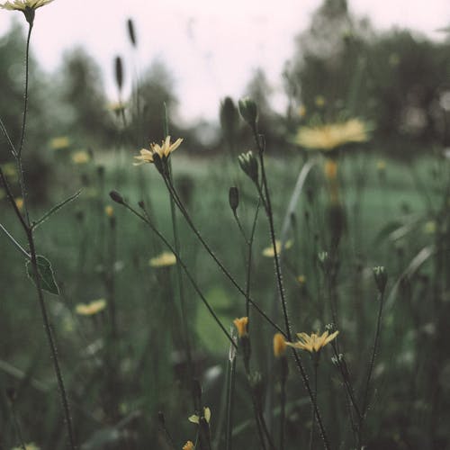 Yellow Flower in Tilt Shift Lens