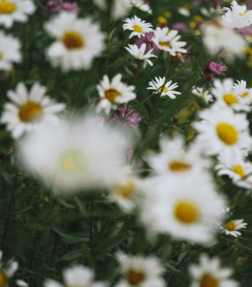 White and Yellow Flowers in a Field