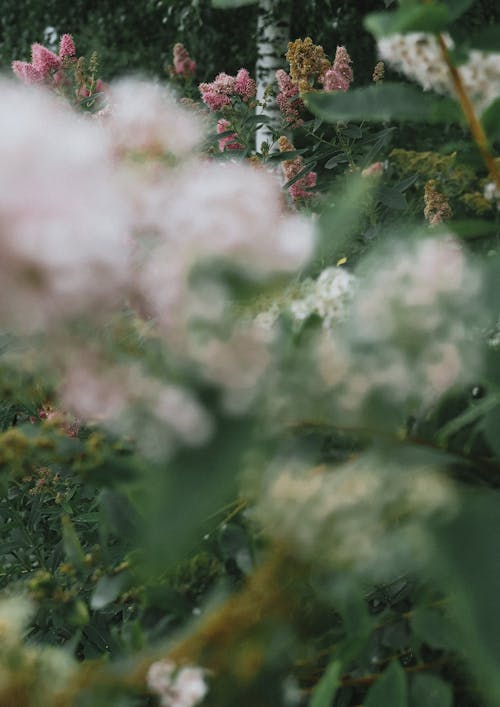 Fotobanka s bezplatnými fotkami na tému kvety, selektívne zaostrenie, záhrada
