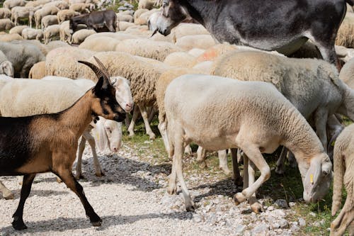 bezplatná Základová fotografie zdarma na téma fotografování zvířat, hospodářská zvířata, ovce Základová fotografie