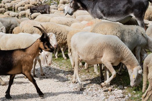 animales