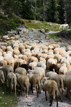 A large flock of sheep on a mountain trail in Asiago, Veneto, surrounded by lush greenery.