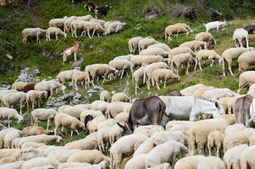 Sheep on Green Mountain