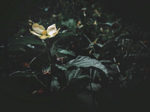 Безкоштовне стокове фото на тему «жовта квітка, зелений, квіти»