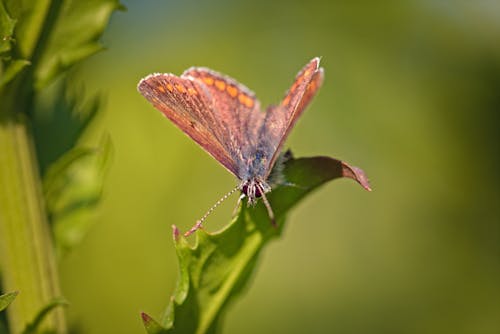 Free stock photo of bulgaria, butterfly, canon Stock Photo