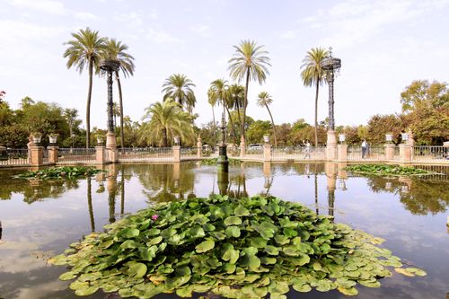 Free Peaceful pond with palm trees and green foliage in a historic park in Sevilla, Spain. Stock Photo