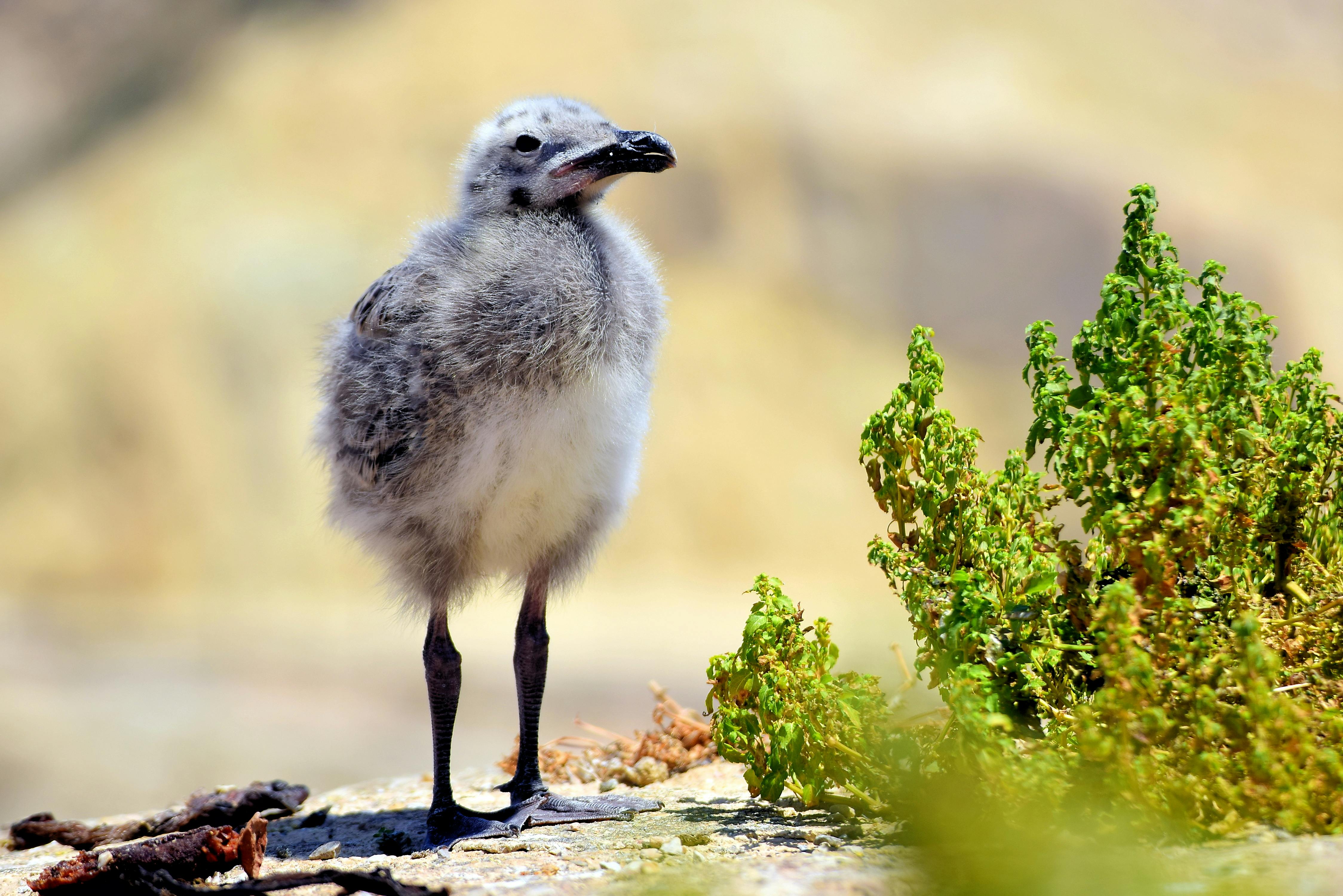 close up shot of a baby seagull