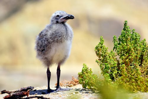 Fotos de stock gratuitas de animal, chica, de cerca