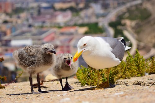 Fotobanka s bezplatnými fotkami na tému čajky, fotografovanie vtákov, vtáky